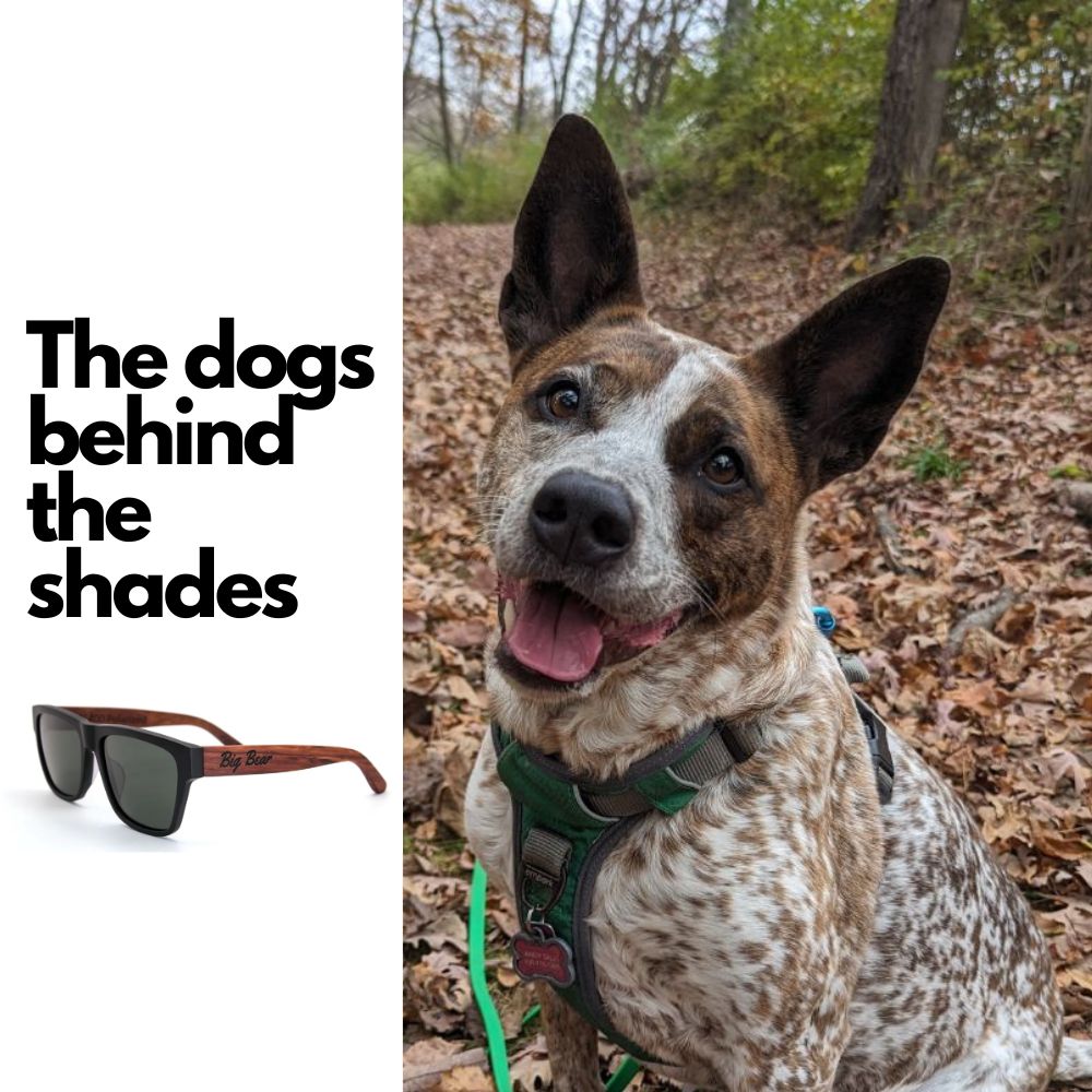 The Dogs behind Big Bear Sunglasses