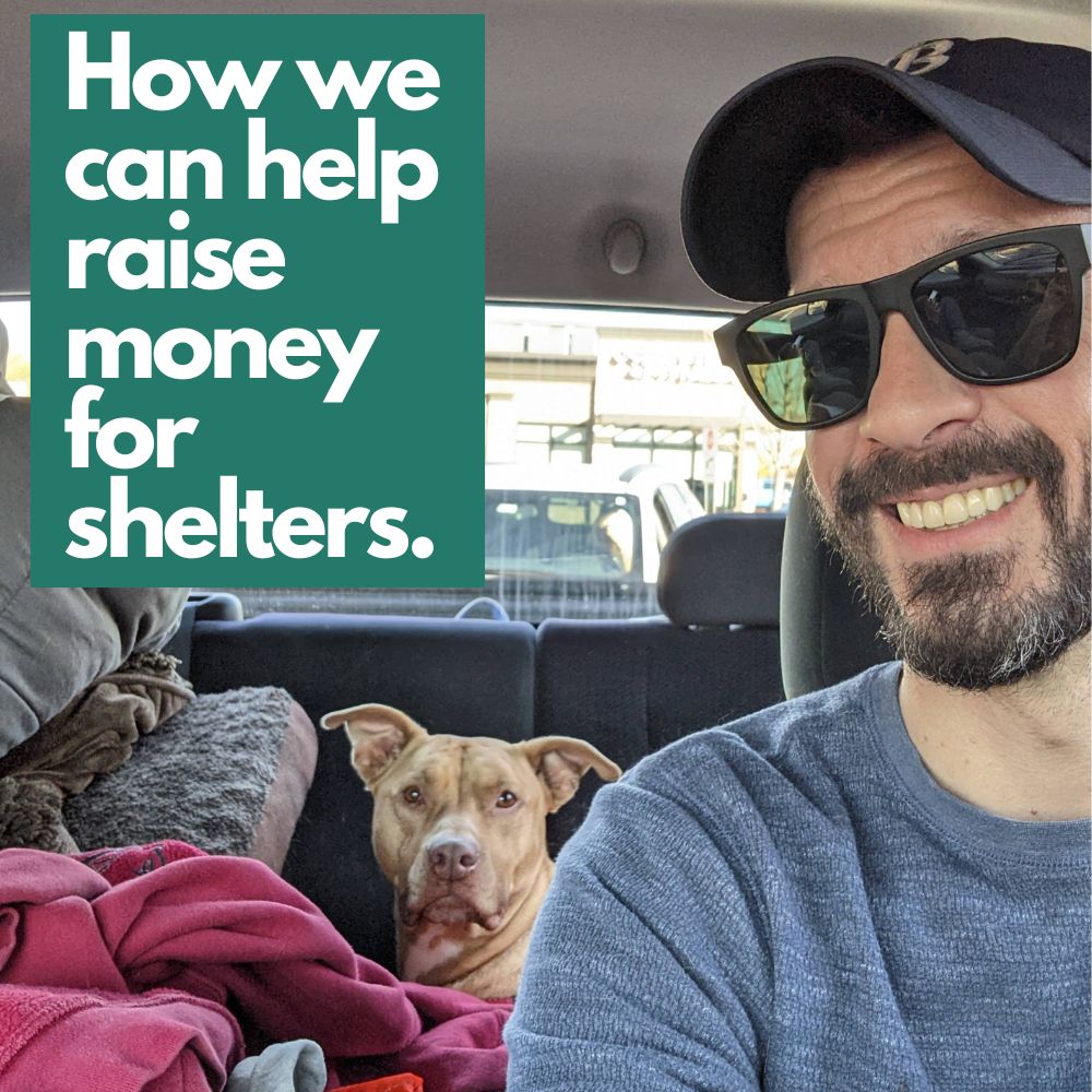 How Big Bear Sunglasses Helps Animal Shelters Raise Money
